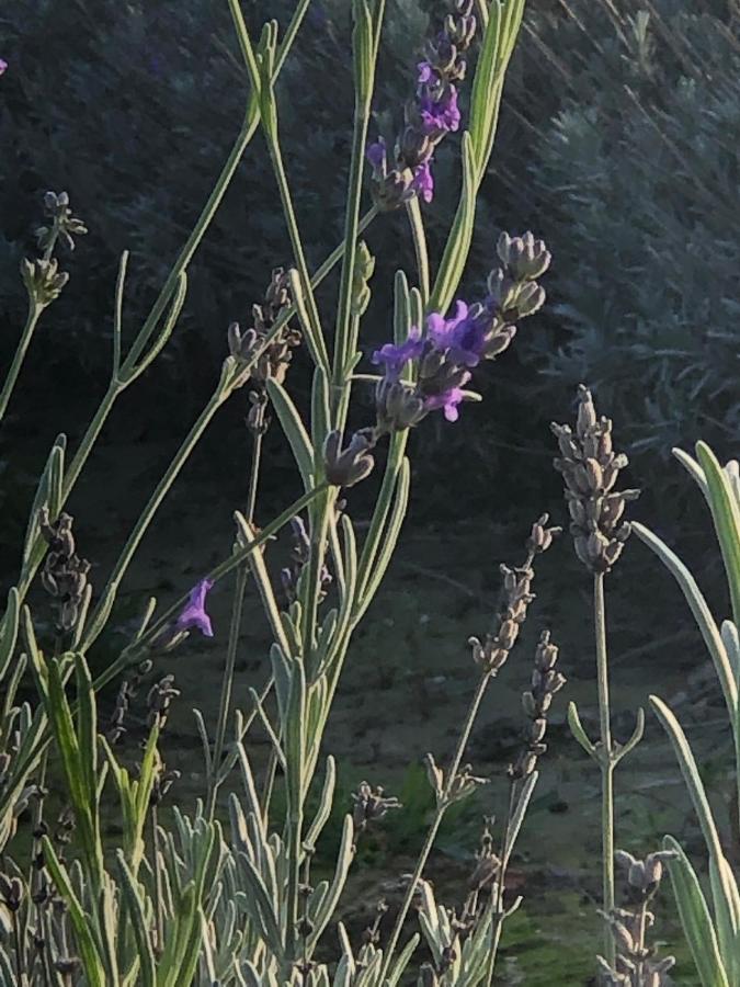 Mare&Terra... Alloggi Nel Delta Polesine Camerini 外观 照片